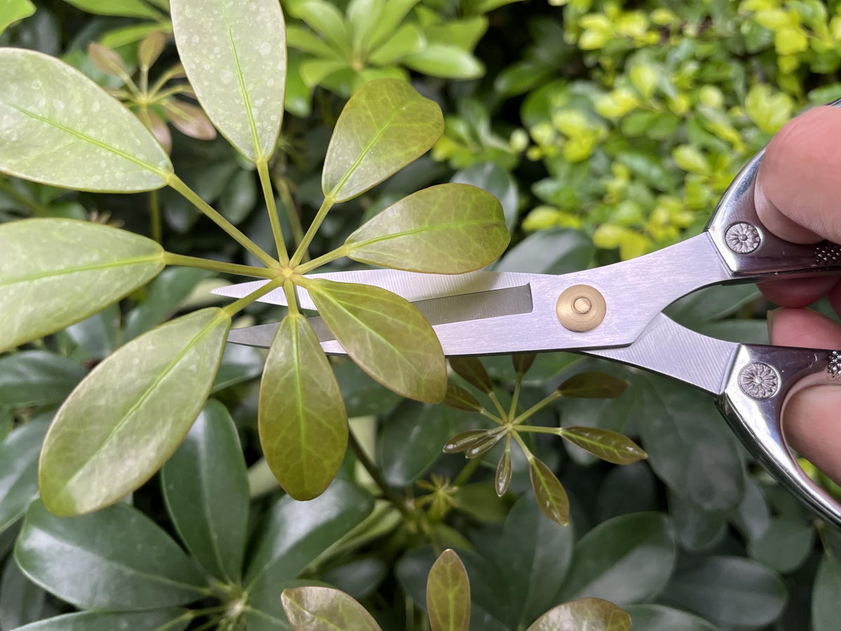 Horsvill Indoor Plant Shears and Garden Scissors, Houseplant Shears Made of Japan SK5 Stainless Steel, Flowers Herbs and Plant Cutters, Clippers, Trimmers, Loppers, Bonsai Plant Pruning Scissors