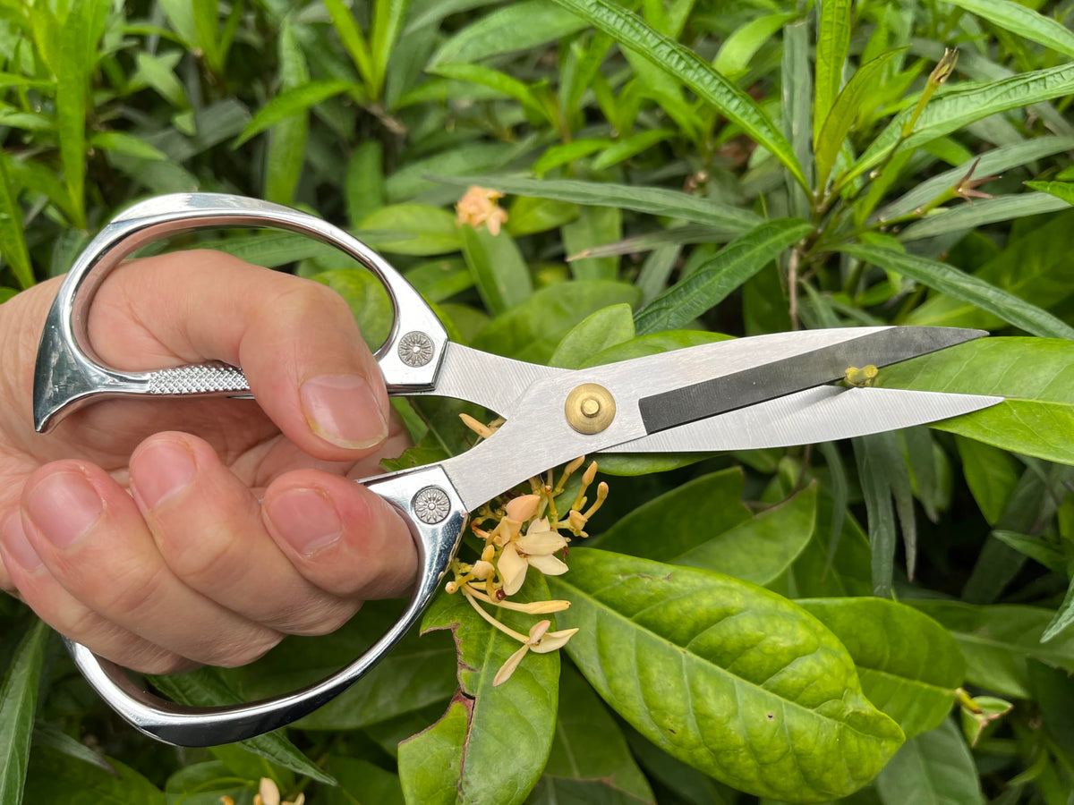 Horsvill Indoor Plant Shears and Garden Scissors, Houseplant Shears Made of Japan SK5 Stainless Steel, Flowers Herbs and Plant Cutters, Clippers, Trimmers, Loppers, Bonsai Plant Pruning Scissors