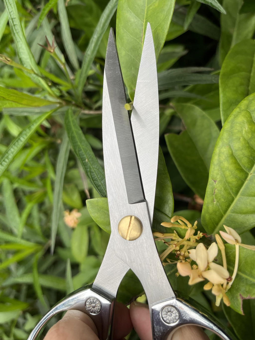 Horsvill Indoor Plant Shears and Garden Scissors, Houseplant Shears Made of Japan SK5 Stainless Steel, Flowers Herbs and Plant Cutters, Clippers, Trimmers, Loppers, Bonsai Plant Pruning Scissors